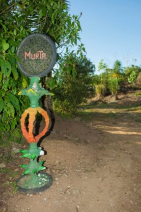 Разновидность Мурта – блог обжарщиков Torrefacto Разновидность
