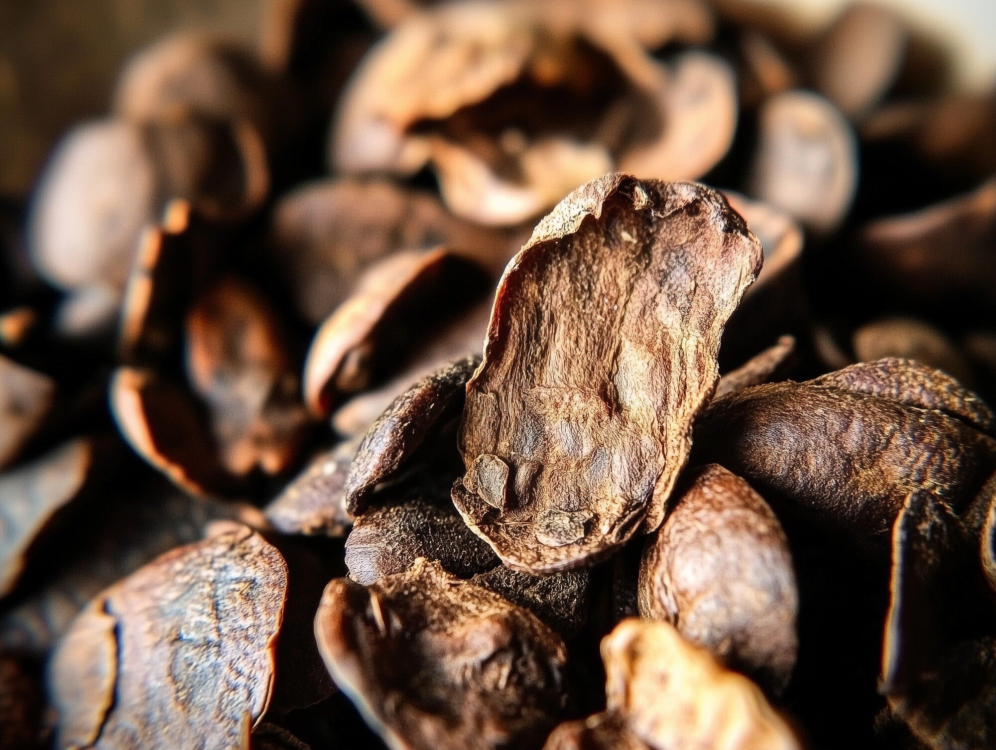 Viva Cascara Viva Cascara