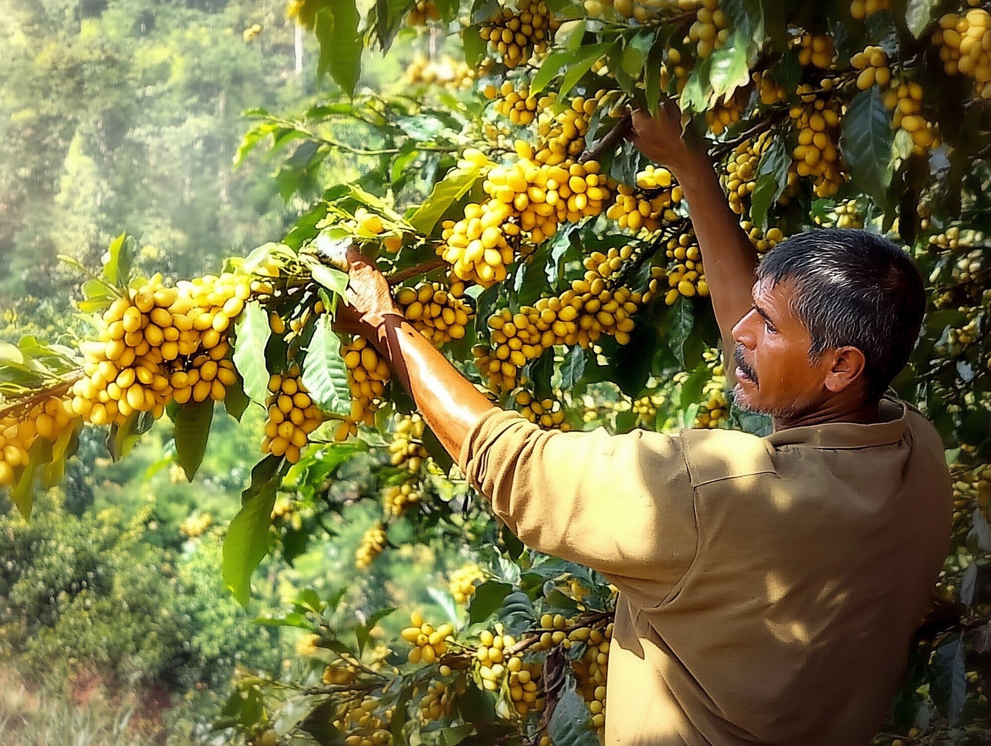 Факты о кофе, которые изменят вашу жизнь