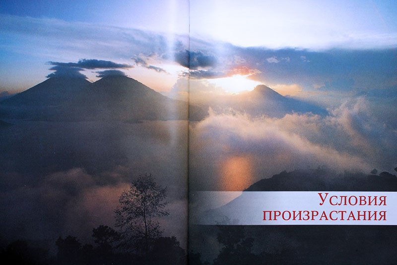 Кофе. Торжество многообразия Кофе. Торжество многообразия