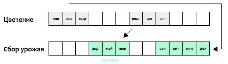 Цветение кофейных деревьев и сбор урожая в Колумбии