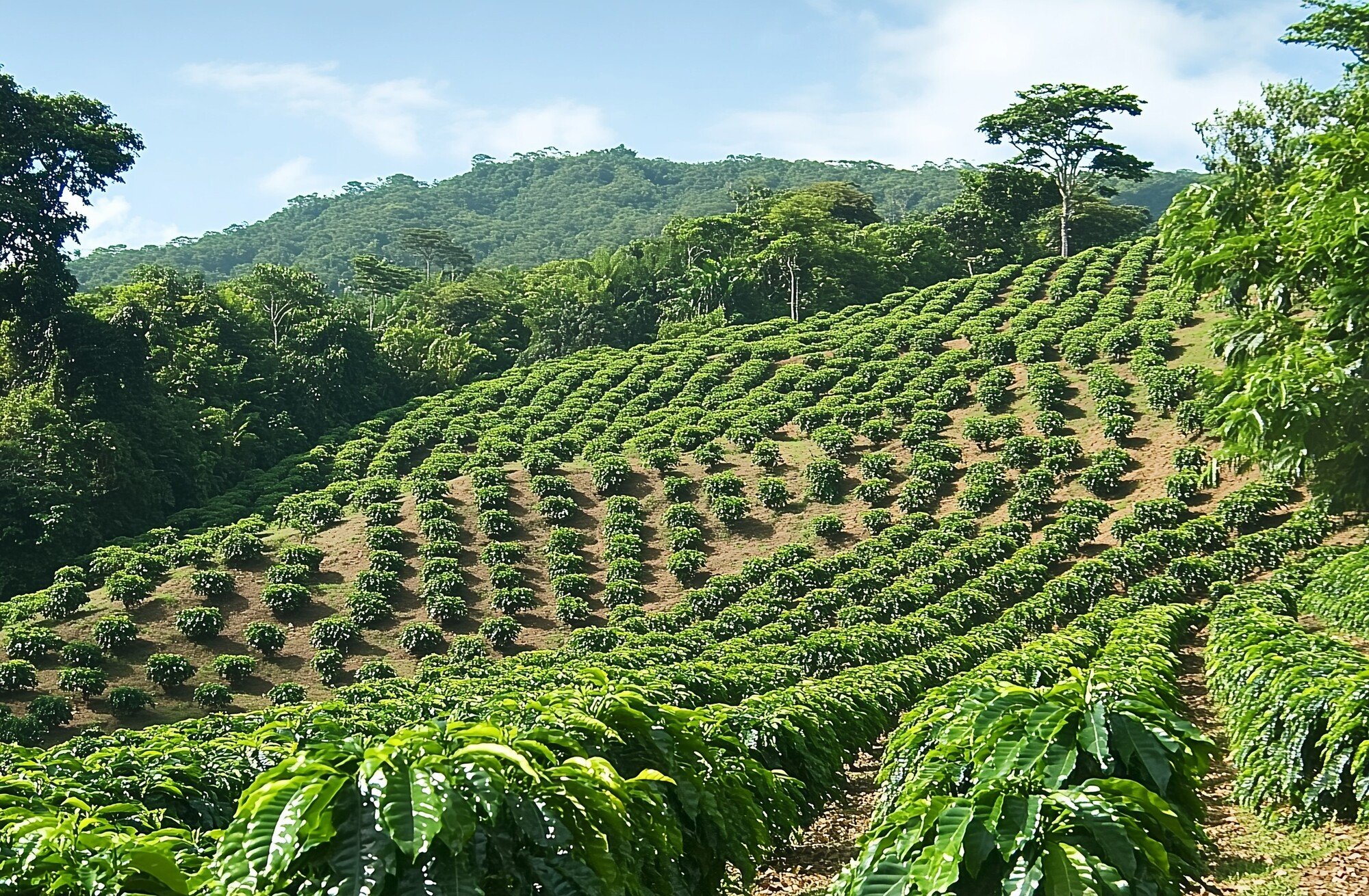 Inga plantation small