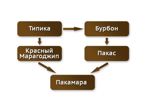 Происхождение пакамары