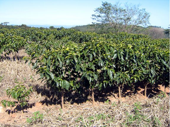 Молодые кофейные деревья в Бразилии – блог обжарщиков Torrefacto