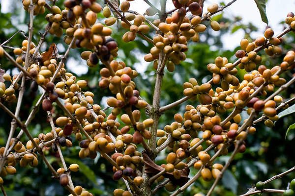 Никарагуа. Спелые желтые ягоды кофе – блог обжарщиков Torrefacto