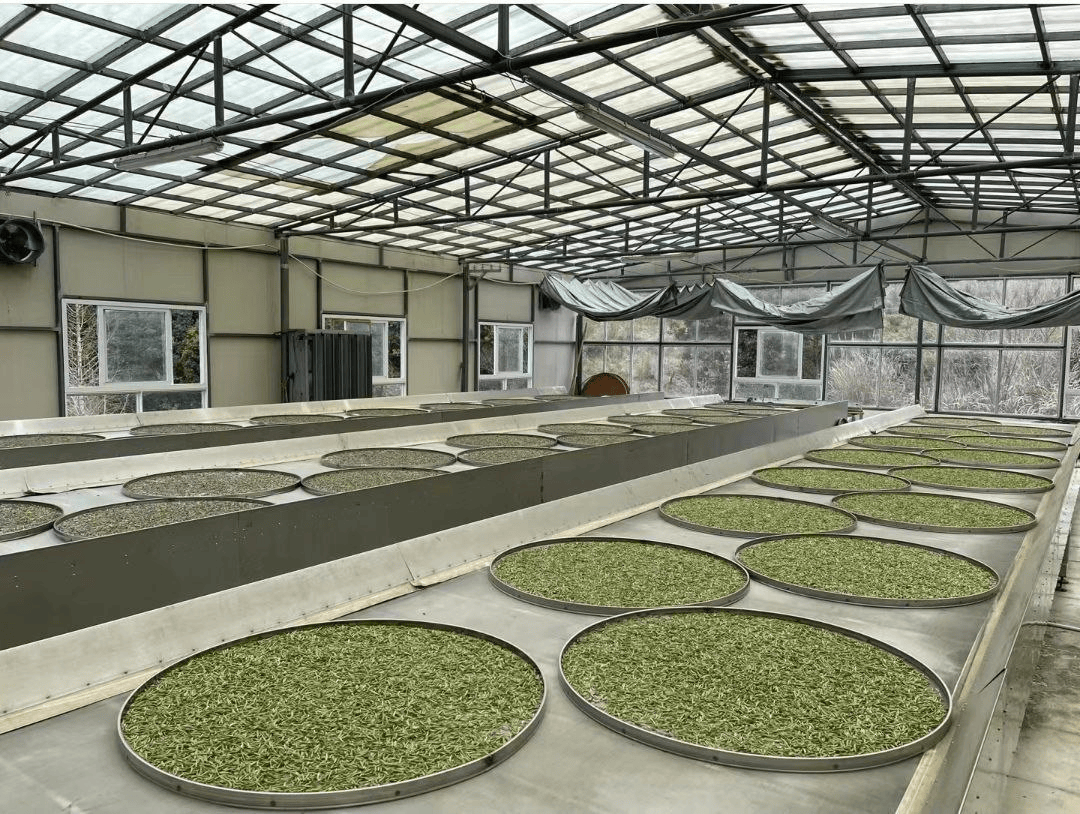 Классификация китайского чая