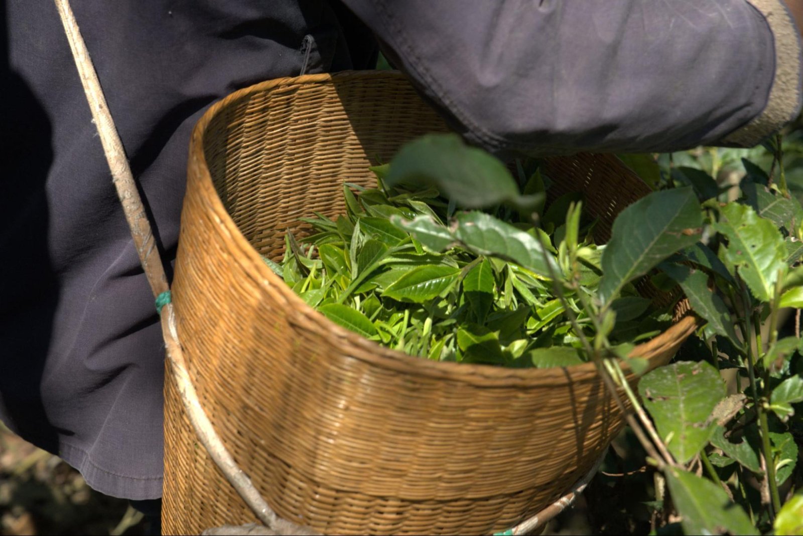 Классификация китайского чая