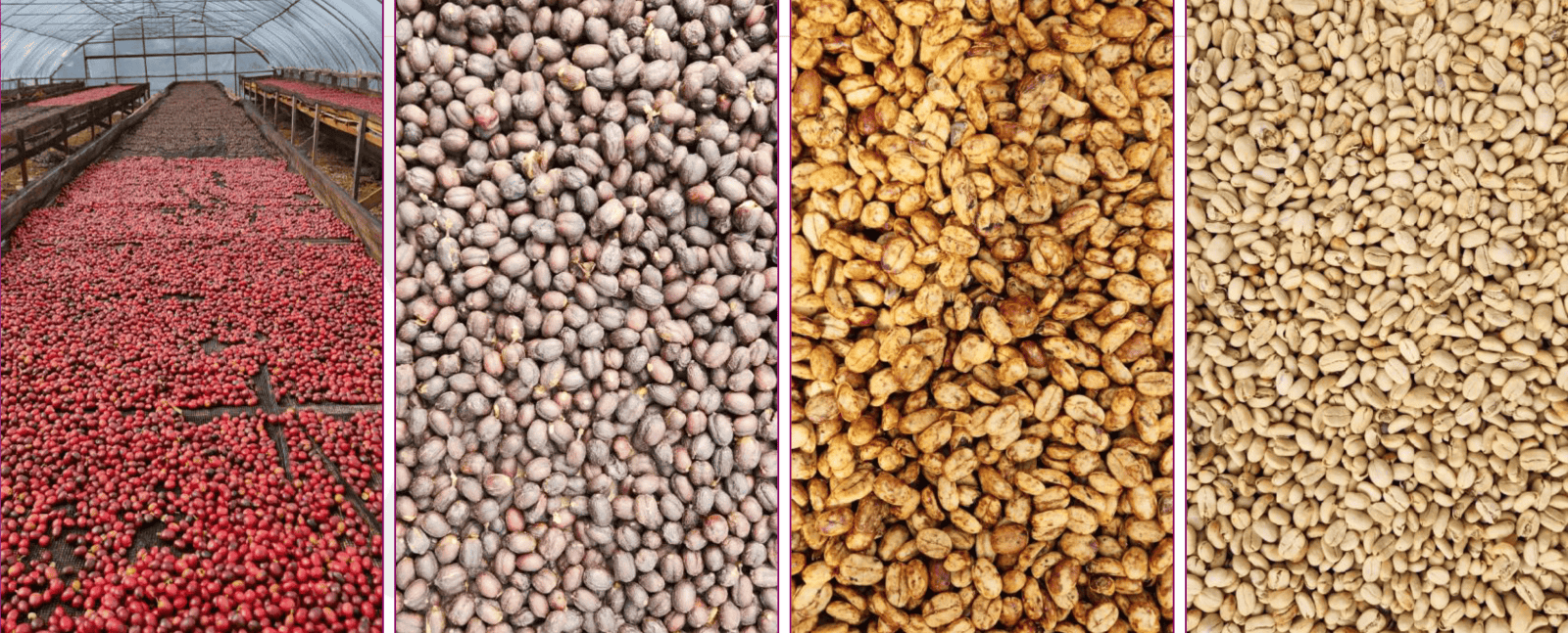 Индонезия Суматра Гайо сухой Индонезия Суматра Гайо сухой