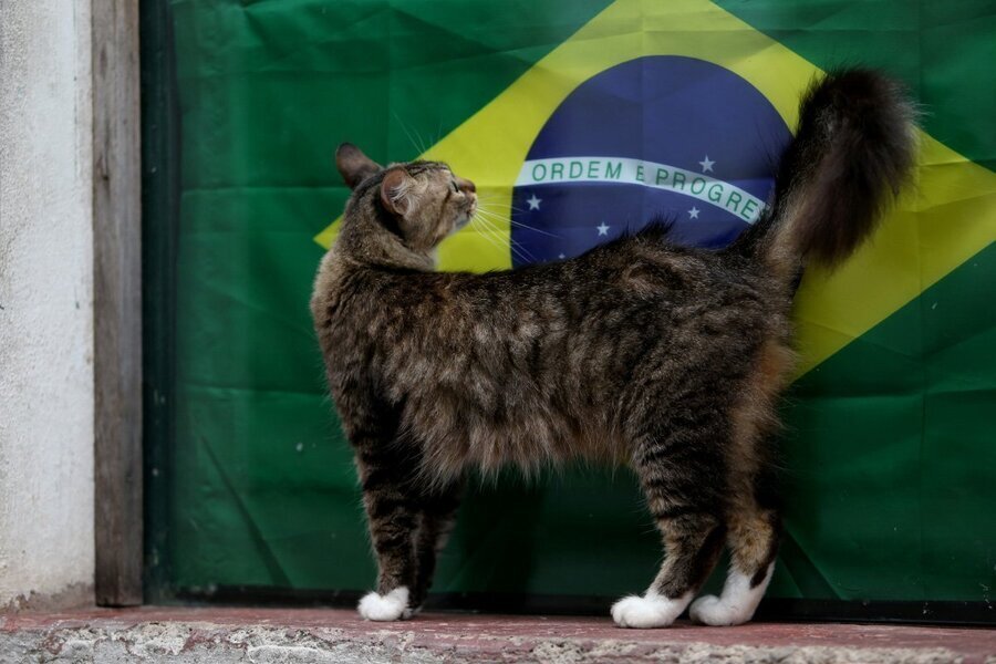 Кот Бразилио Кот Бразилио