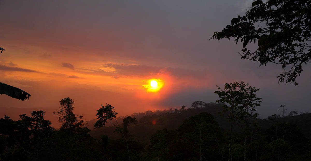 Коста-Рика либерика анаэробный