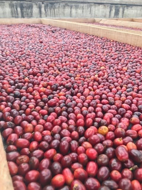 Колумбия Диофанор Руиc сухой