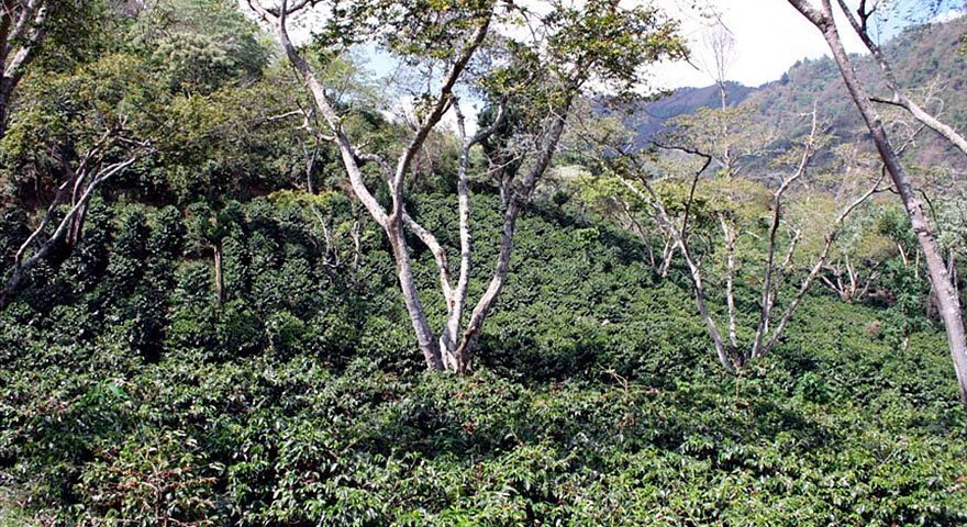Гватемала маракатурра Эль-Сокорро
