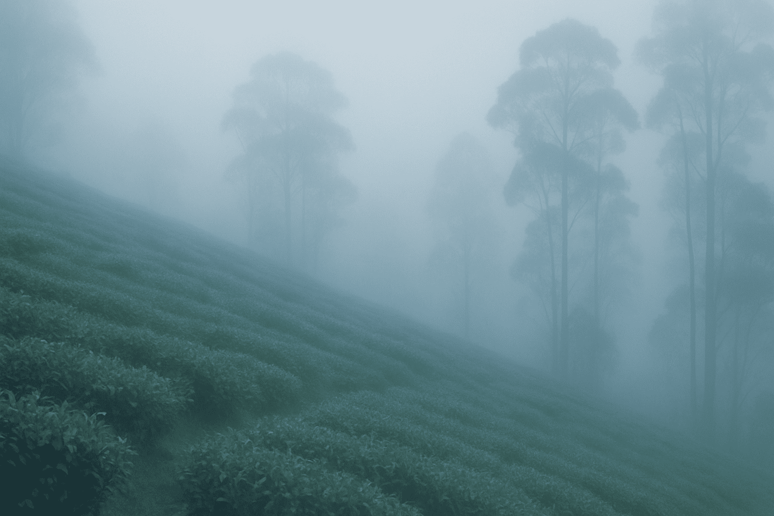 Цейлон — семь регионов, семь миров как природа формирует вкус чая Цейлон — семь регионов, семь миров как природа формирует вкус чая