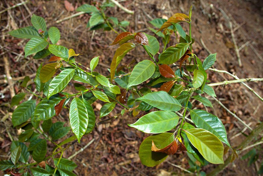 Коста-Рика пурпурасенс лонгберри хани
