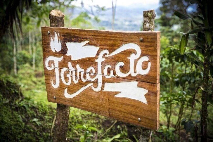 Плантация Torrefacto в Coffea diversa Плантация Torrefacto в Coffea diversa