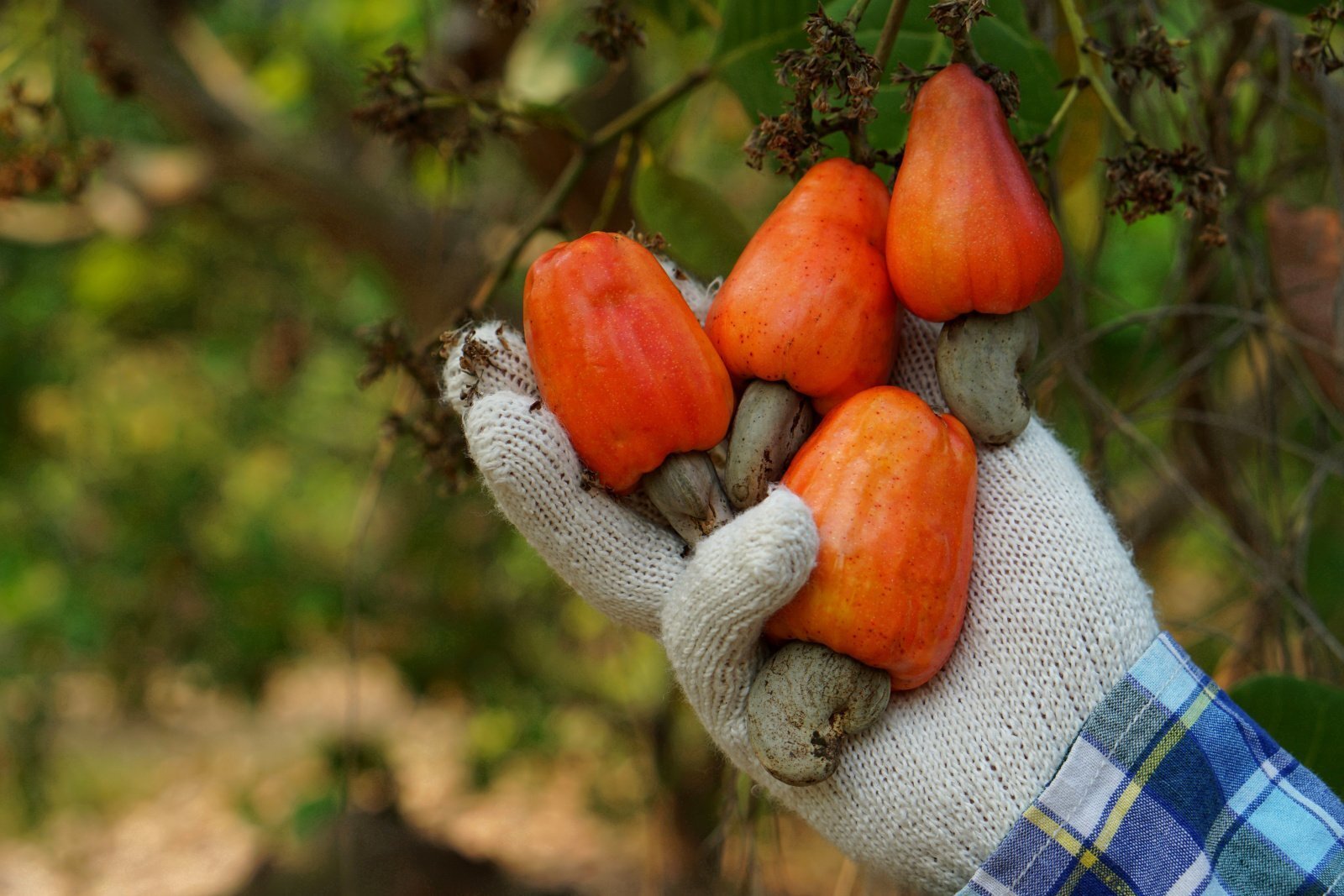 Где и как растут орехи в природе: 7 историй, которые вас удивят