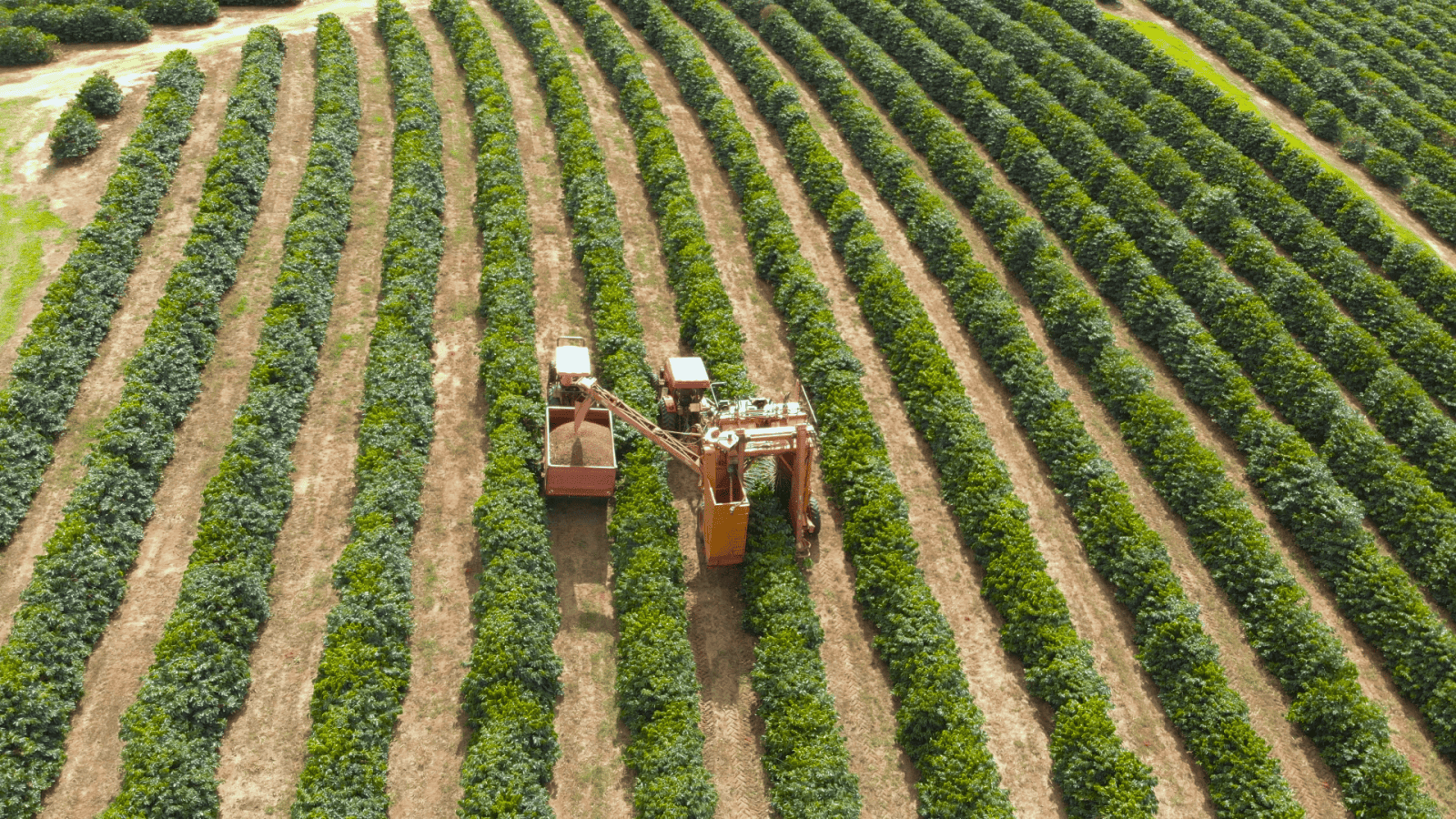 Бразилия: базовый минимум кофейного мира, или куда дует ветер Бразилия: базовый минимум кофейного мира, или куда дует ветер