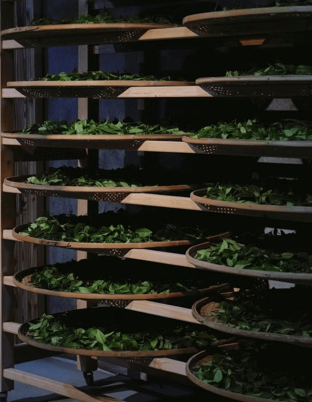 Классификация китайского чая