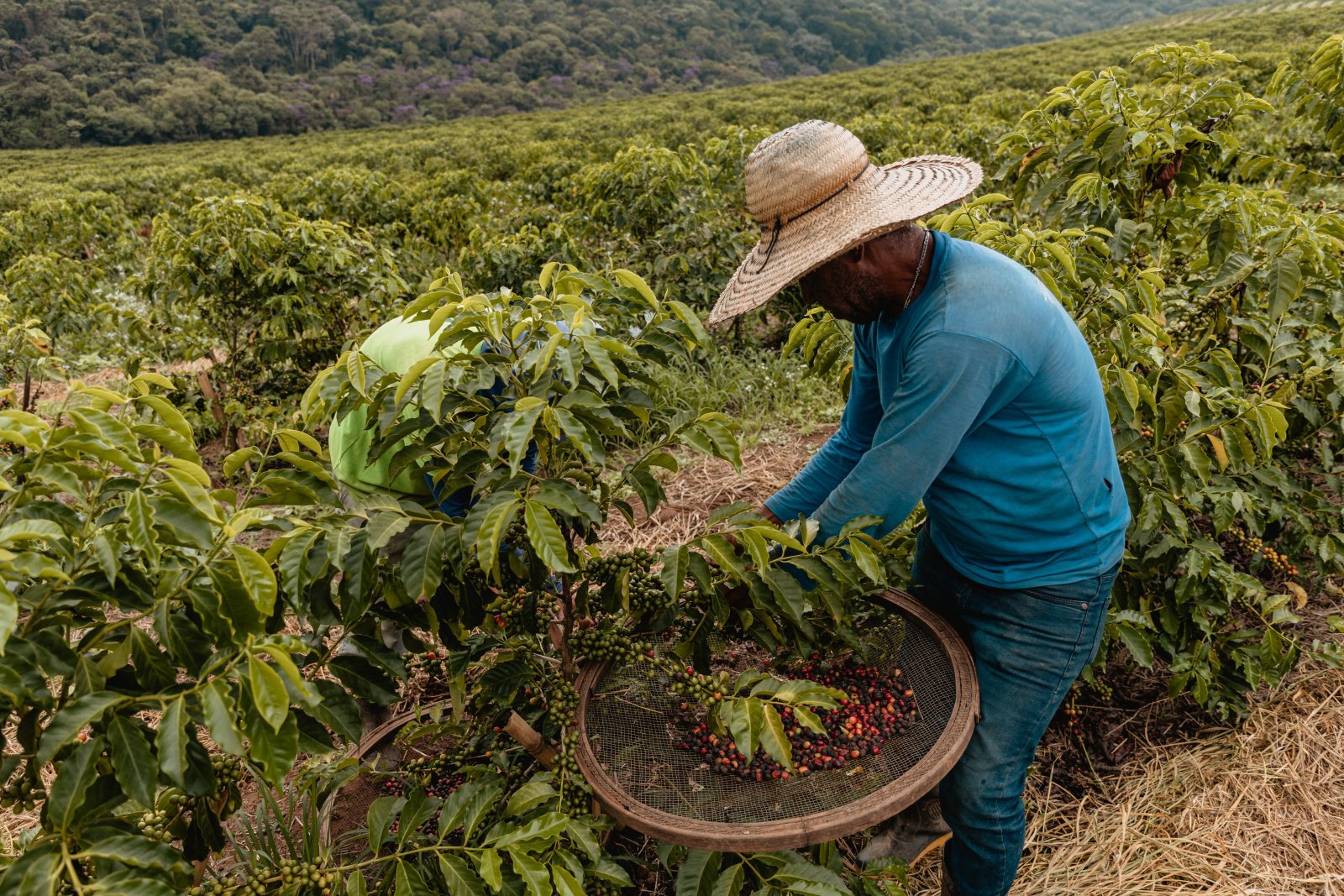 Бразилия: базовый минимум кофейного мира, или куда дует ветер Бразилия: базовый минимум кофейного мира, или куда дует ветер