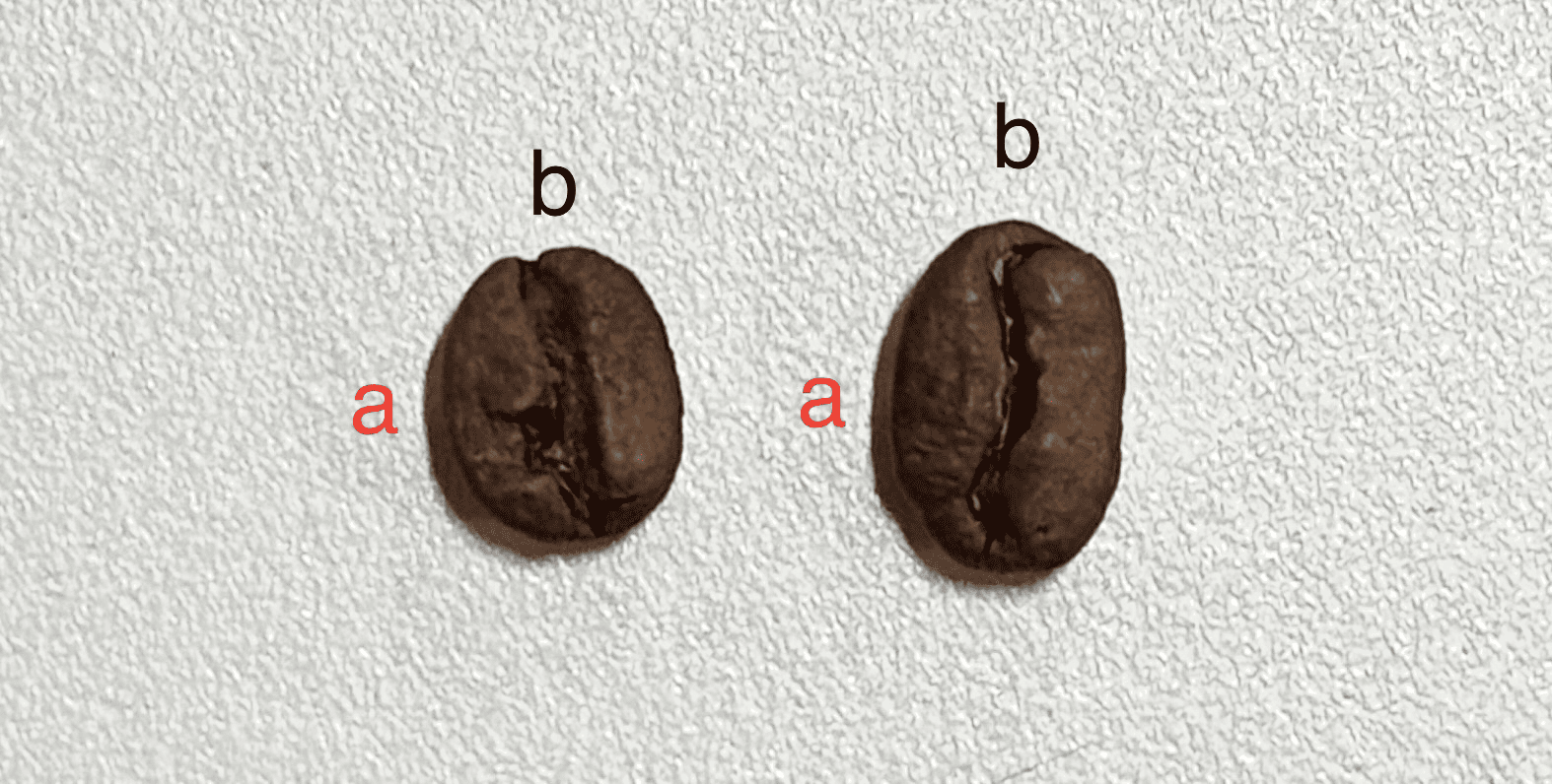 Какую Бразилию выбрать? Разбираемся с нашим Q-грейдером