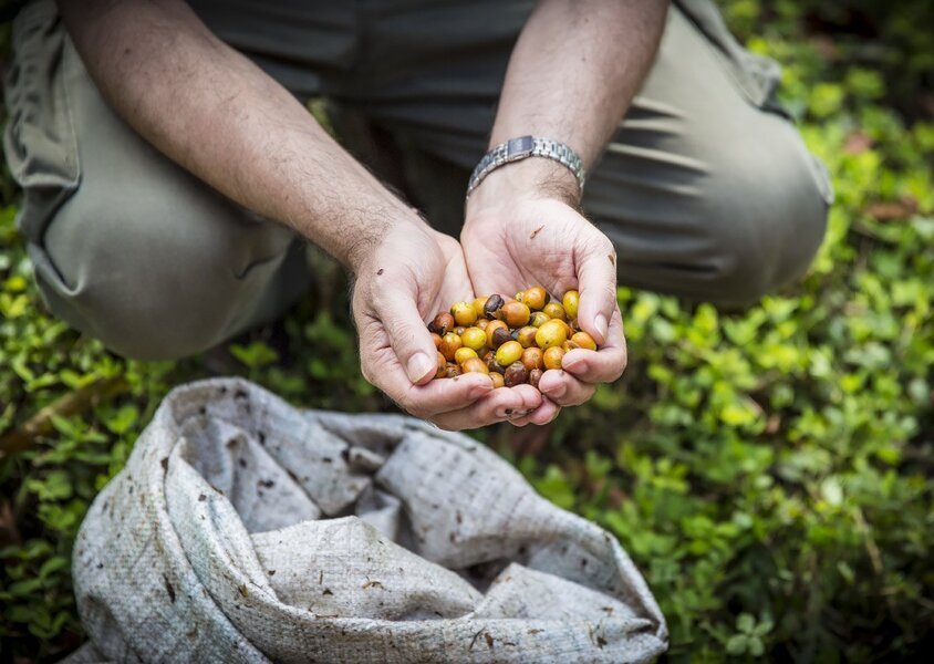 О желтой и красной гейше в Coffea diversa О желтой и красной гейше в Coffea diversa
