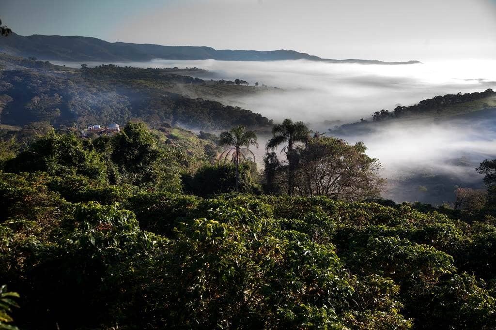 Бразилия: базовый минимум кофейного мира, или куда дует ветер Бразилия: базовый минимум кофейного мира, или куда дует ветер