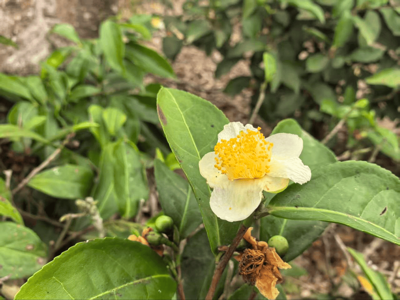 Классификация китайского чая