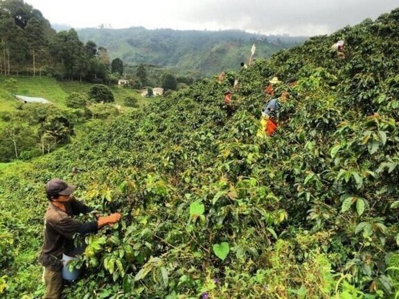6 трудностей кофейных фермеров