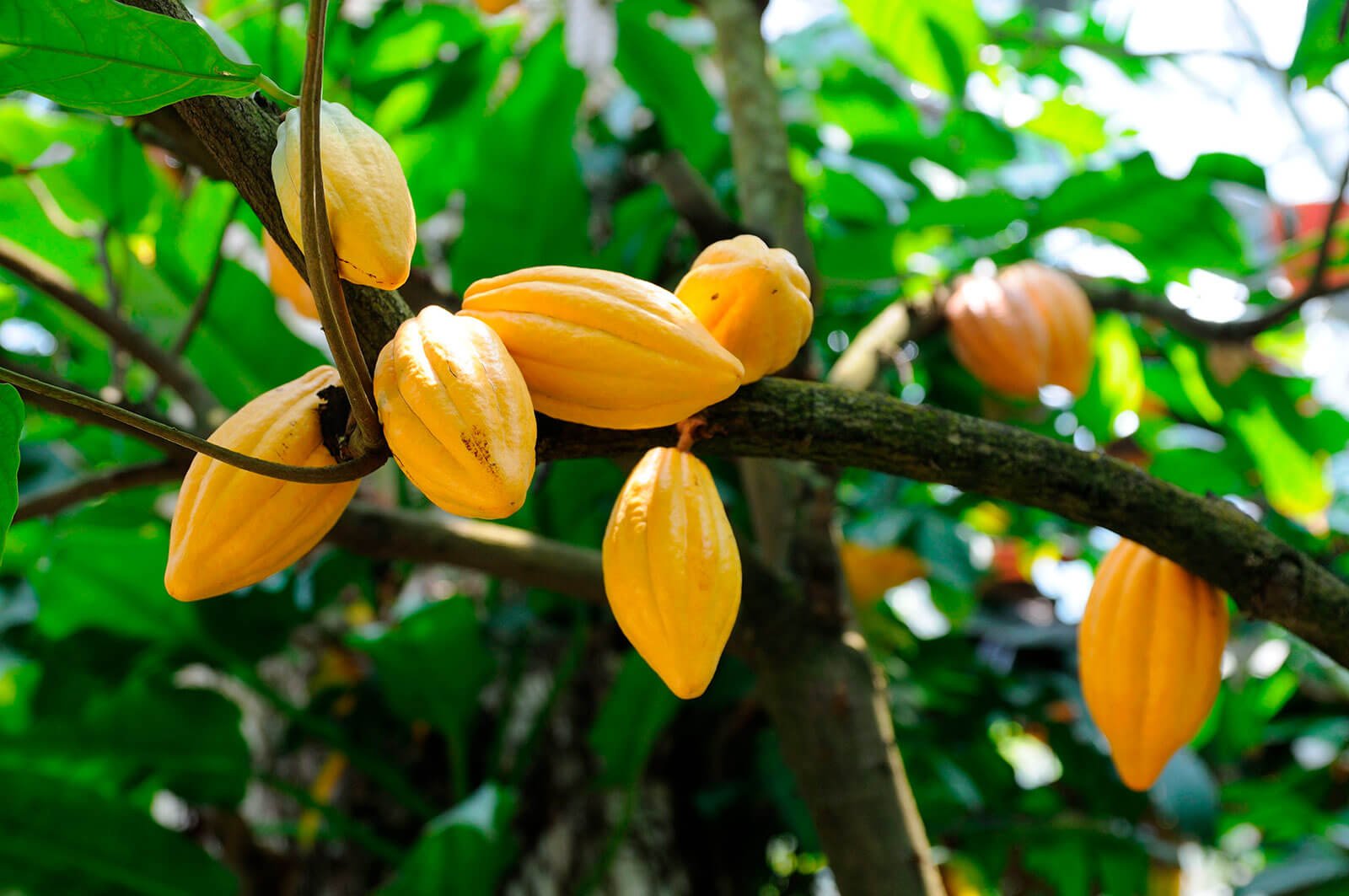 Плоды какао разновидности Nacional Arriba