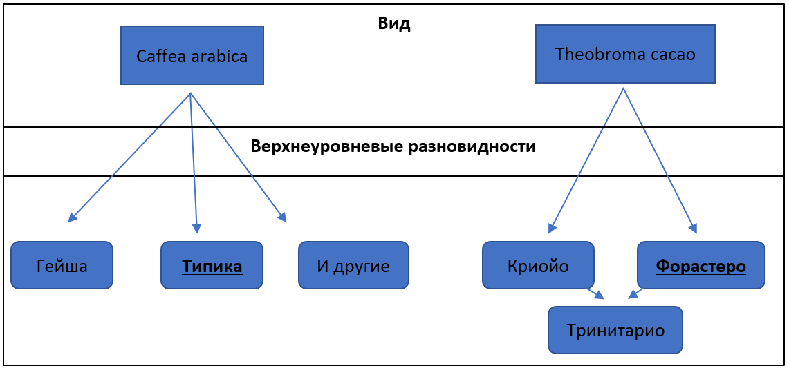 Кофе и какао – два родственных мира?