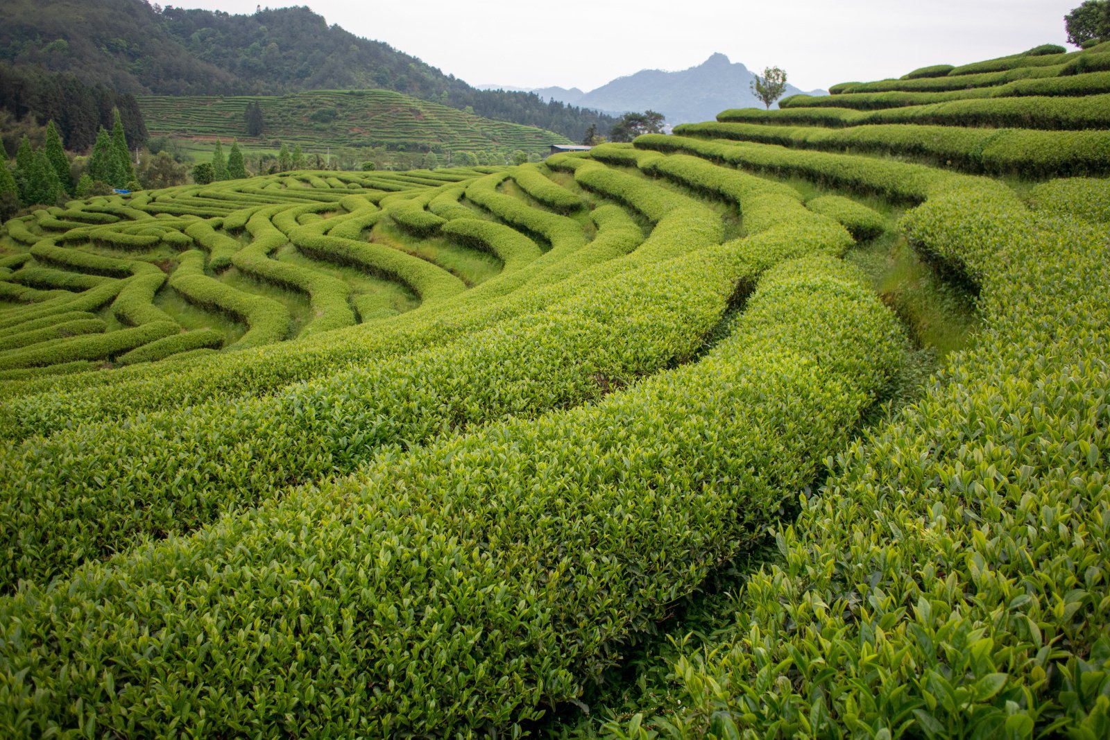 Красный чай в Китае. Часть 1. Технология и виды