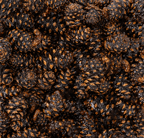 Сосновые шишки Россия, Алтай свежеобжаренный кофе