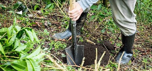 Torrefacto в Coffea diversa