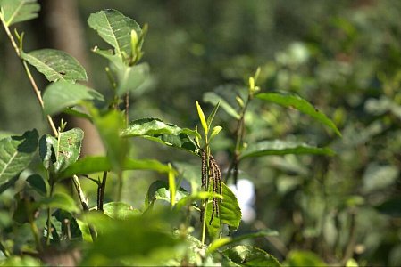 Классификация китайского чая