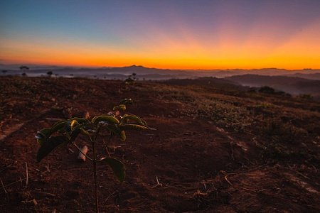 Бразилия: базовый минимум кофейного мира, или куда дует ветер