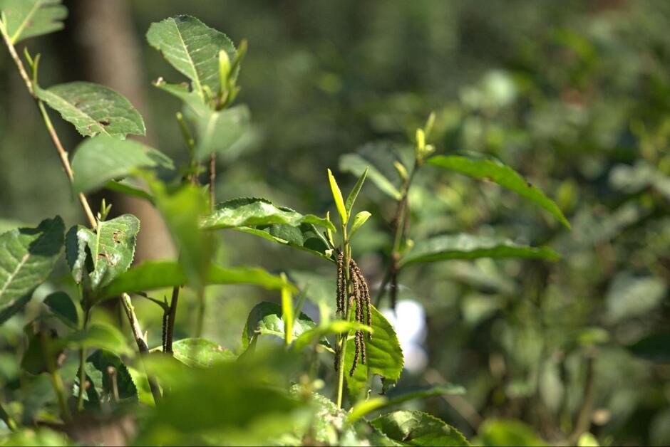 Классификация китайского чая