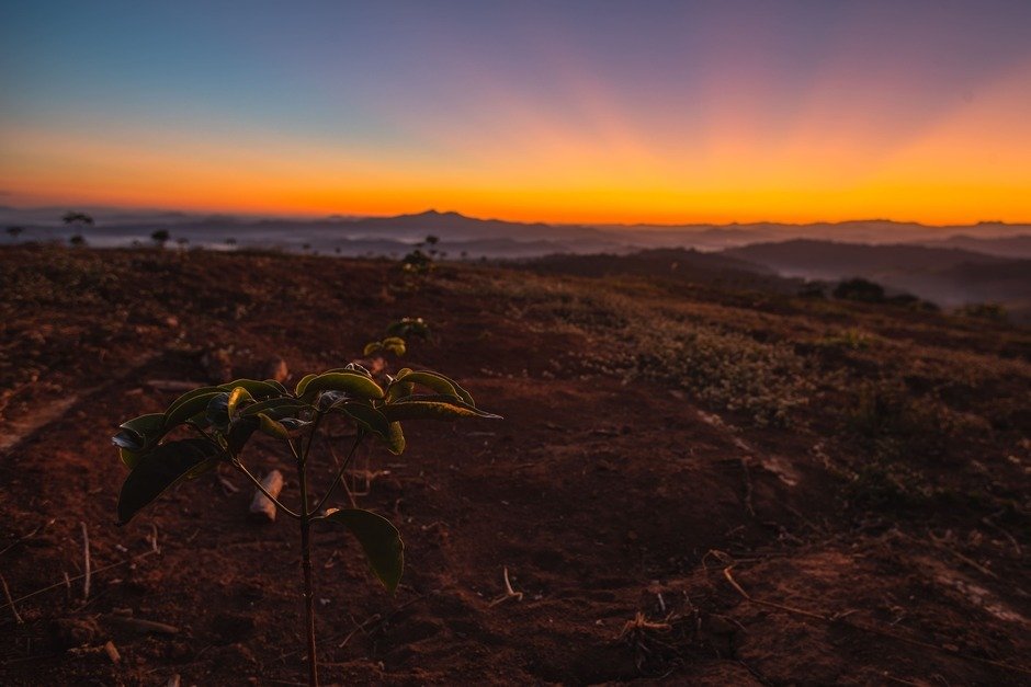 Бразилия: базовый минимум кофейного мира, или куда дует ветер