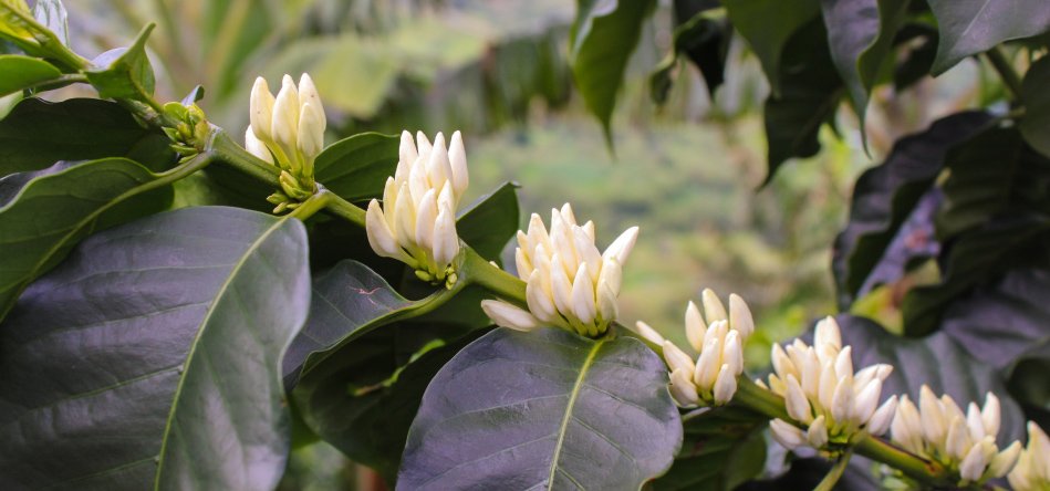 Изображение для Цветы кофейного дерева